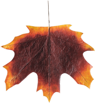 Herbstblatt Papier Xxl Rot B 60 Cm X H 60 Cm - Maple Leaf (350x350)