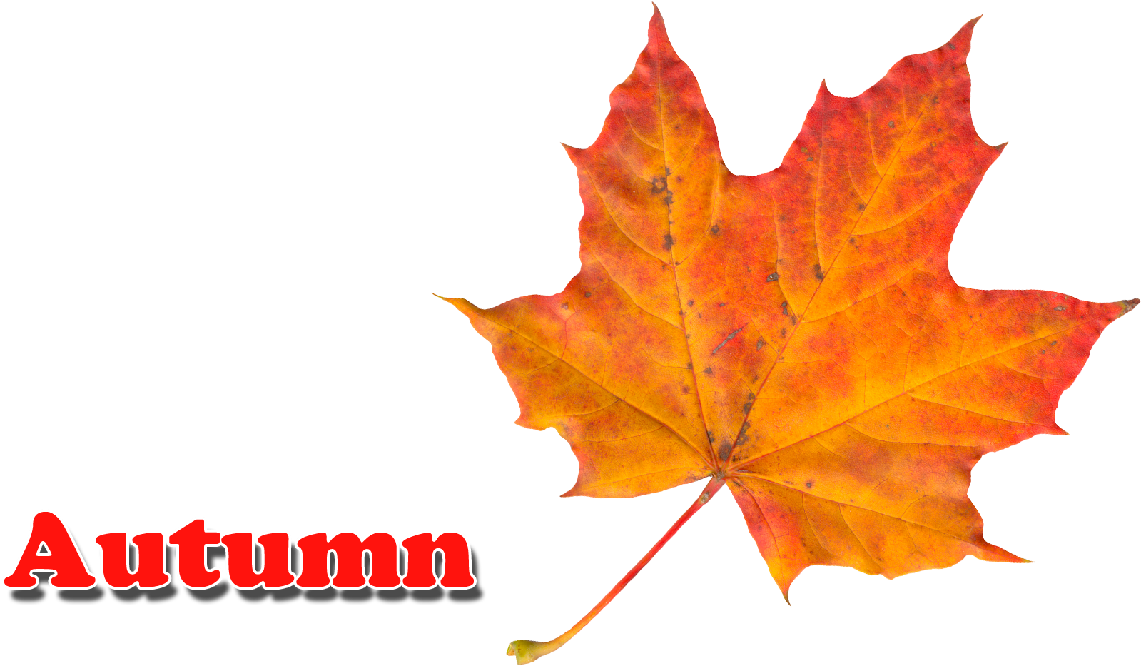 Autumn Leaves Png - Autumn Leaf Color (1764x1058)
