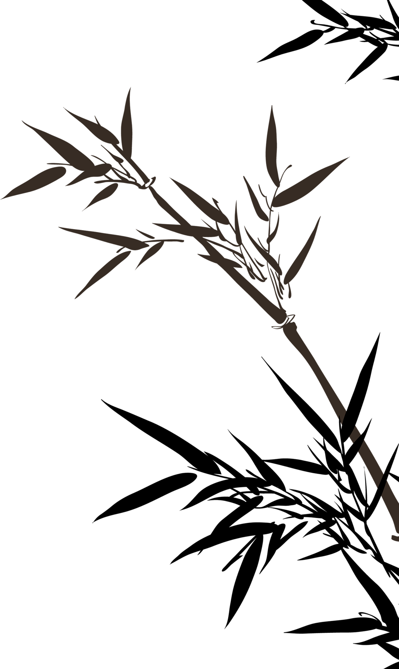 Bamboo Drawing Clip Art - Bamboo Drawing Png (1550x2598)