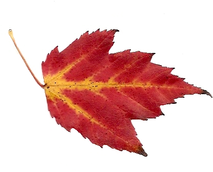 Grnleaf Maple Leaf Oak - Maple Leaf (490x376)