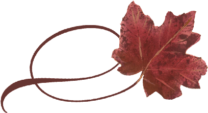 Spring Flowers, Autumn Leaves, Grapes Twisty Red Maple - Maple Leaf (519x346)