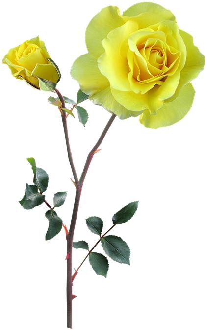 Baby Roses Cliparts 19, - Yellow (430x720)