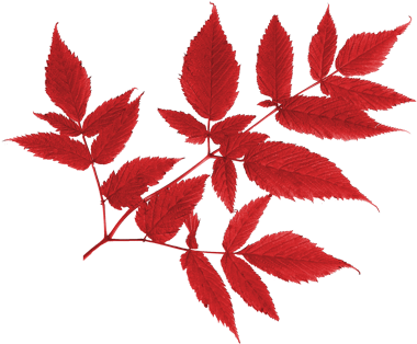 Png Sonbahar Yaprakları, Autumn Leaves Png, Autumn - Вырезать Осенние Листья На Прозрачном Фоне (450x337)