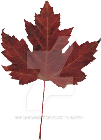 Autumn Leaves Png Pack By Gild A Stock - Kyle Dubas (400x516)