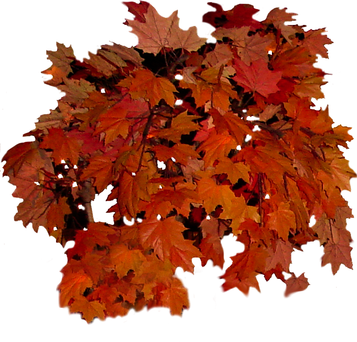 Fall Leaves Clip Art By Wdwparksgal - Bunch Of Fall Leaves (701x672)