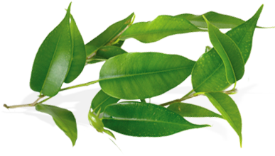 Tea Tree Oil Comes From An Australian Flowering Shrub - Tea Tree Leaves Png (414x294)