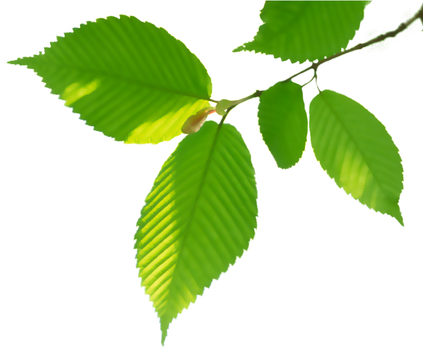 Grass Valley, Ca - Sweet Birch (881x708)