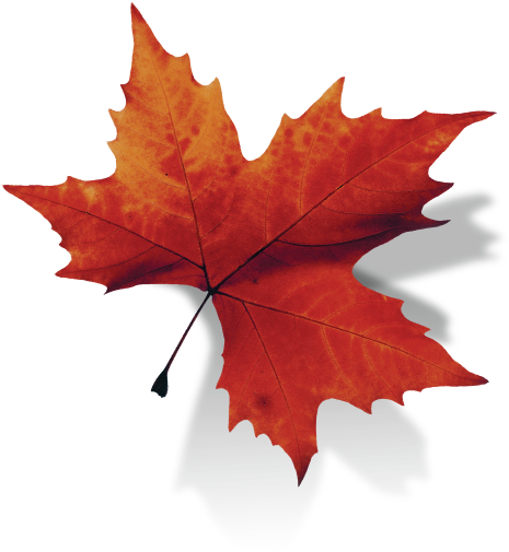 Maple Leaf (508x508)