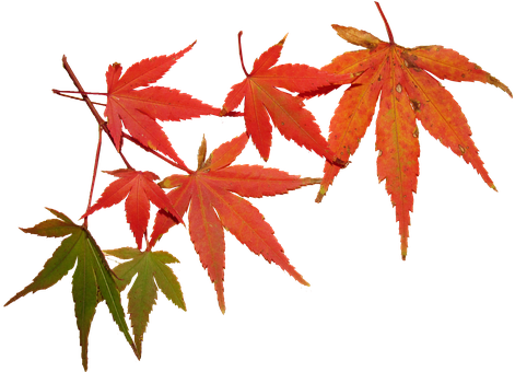 Leaves, Autumn, Tree, Maple, Seasonal, Foliage - Maple Leaves (482x340)