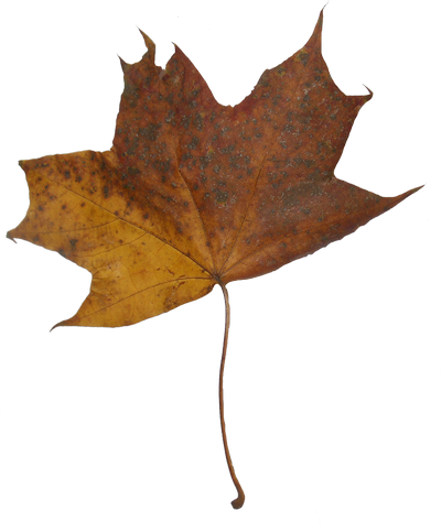 Autumn Maple Leaves - Maple Leaf (400x474)