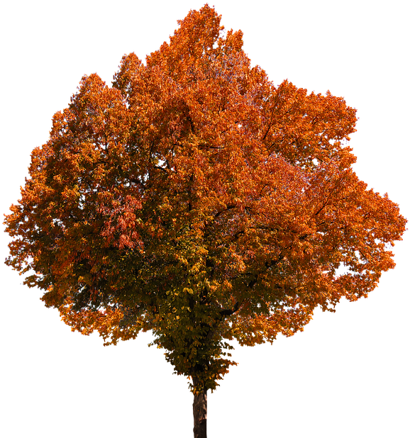 Autumn, Tree, Leaves, Color, Fall Foliage, Png, Oranges - Autumn Trees Png (639x640)