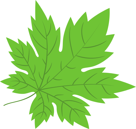 Maple Leaf Drawing Isolated - Maple Leaf Drawing Isolated (550x521)
