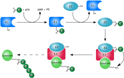 Image - Ubiquitin Proteasome Pathway Cancer (500x304)