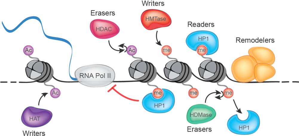 "chance Events Injuries, Infections, Infatuations - Epigenetic Readers Writers Erasers (1000x465)