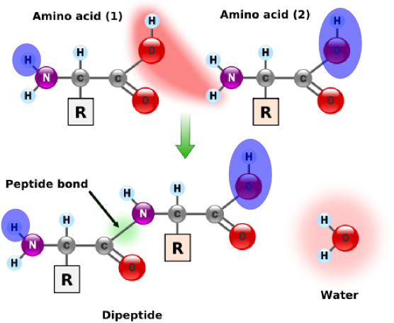 Calculating Protein Mass Solved By - Amino Acid Peptide Bond (556x456)