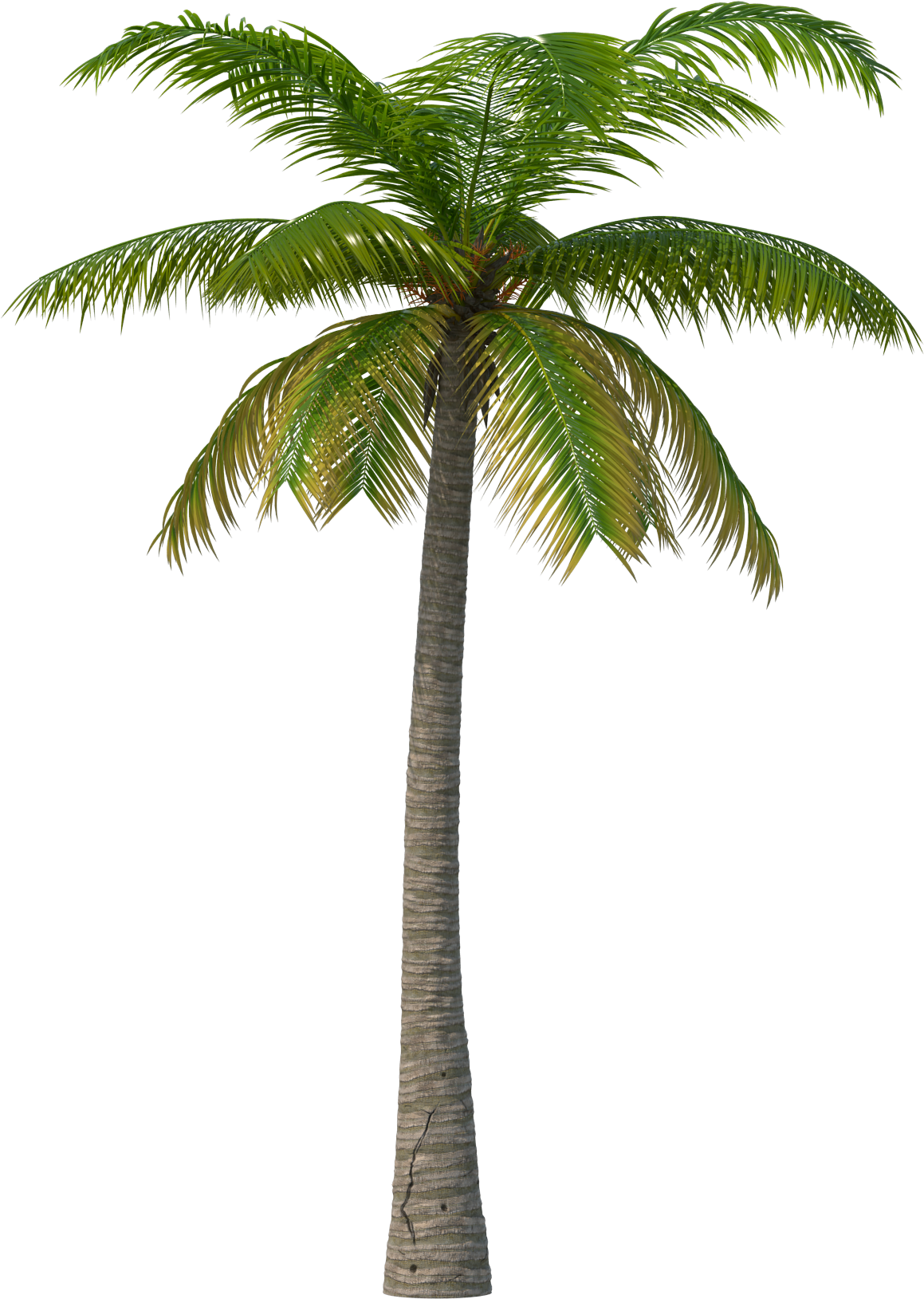 Palm Tree - Palm Beach County, Florida (2048x2048)