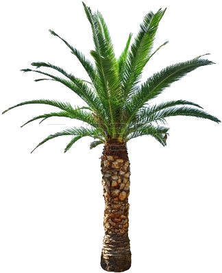 Cycad - Palm Tree Png (344x398)