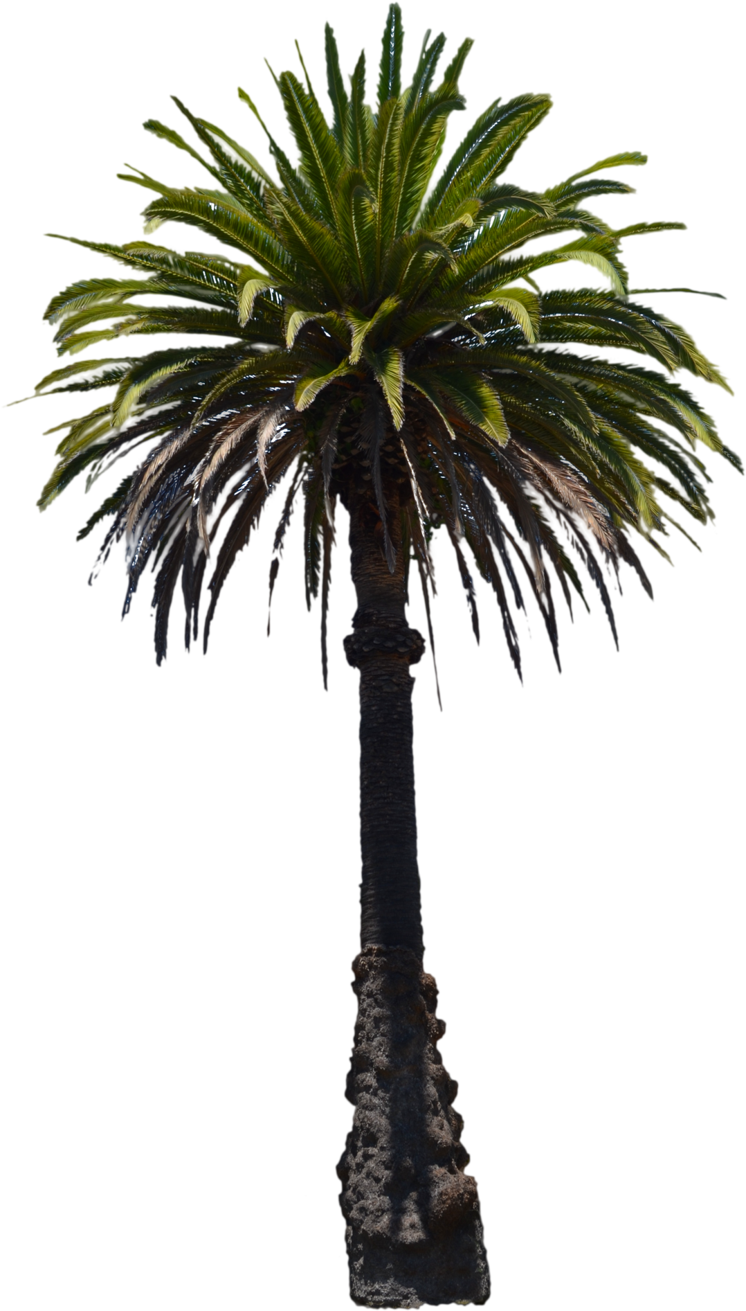 Palm Tree Stock Photo -png By Annamae22 - Saribus Rotundifolius Palm Png (1600x2381)