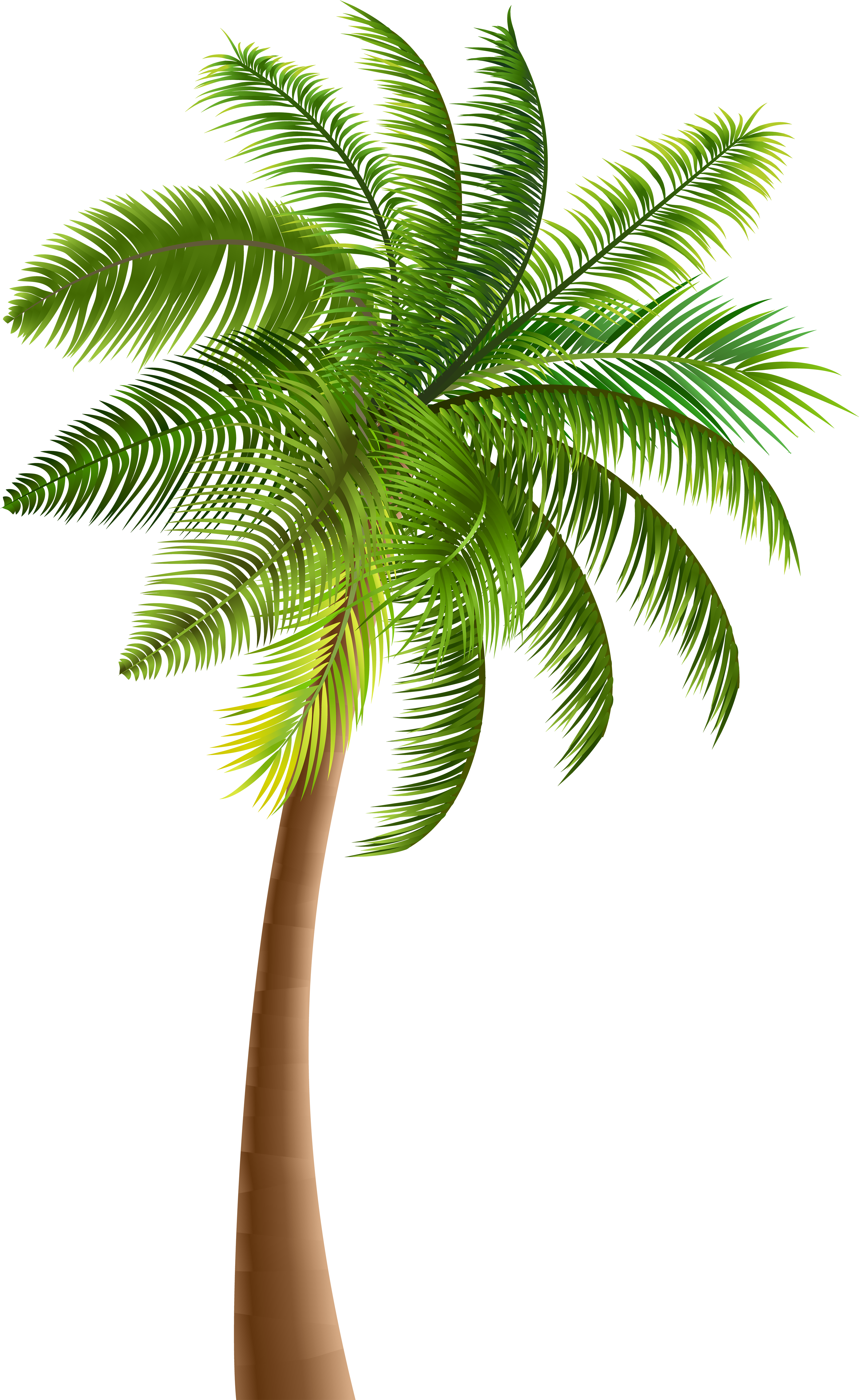 Palm Trees Clip Art - Palm Trees Clip Art (3732x6000)