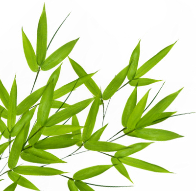 Bamboo Leaf Transparent Png - Portable Network Graphics (400x390)