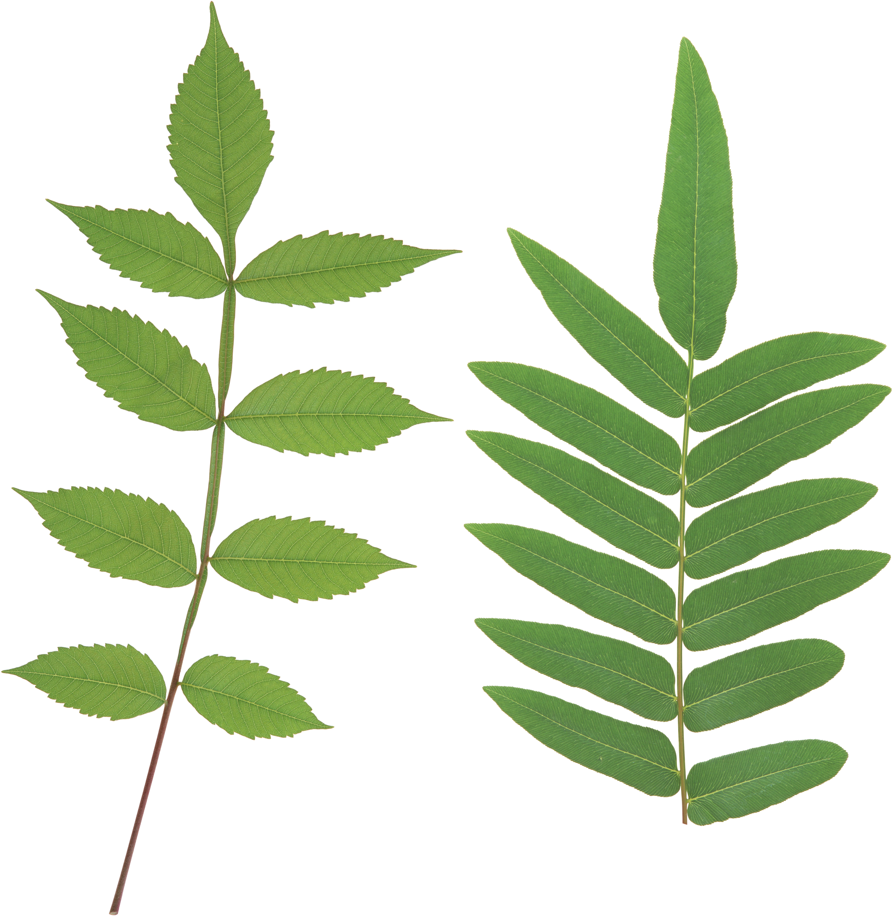 Download - Plant Stem Png (3040x3112)