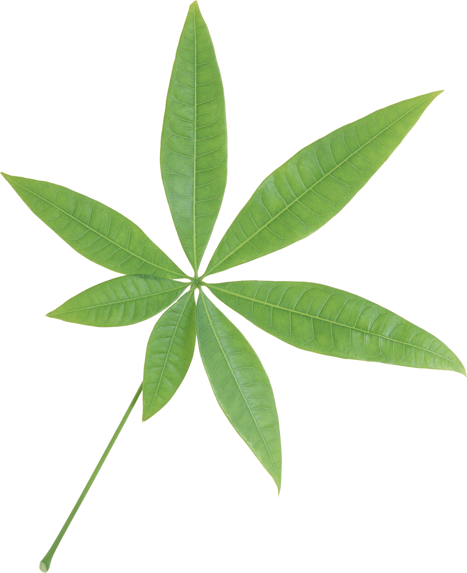 Isolated Star Green Leaf Transparent Png Image - Tree With Seven Leaves (1985x2432)