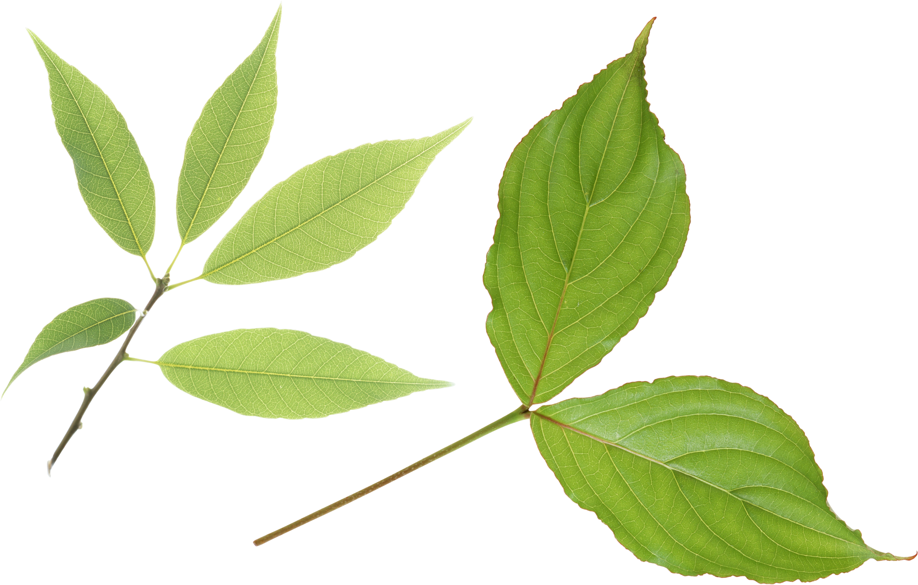 Green Leaves - 薬価・効能早見表: 保険請求・レセプト点検に必須薬剤の適応疾患・禁忌疾患・用法用量・薬価の全覧2006年4月版 (3160x2093)