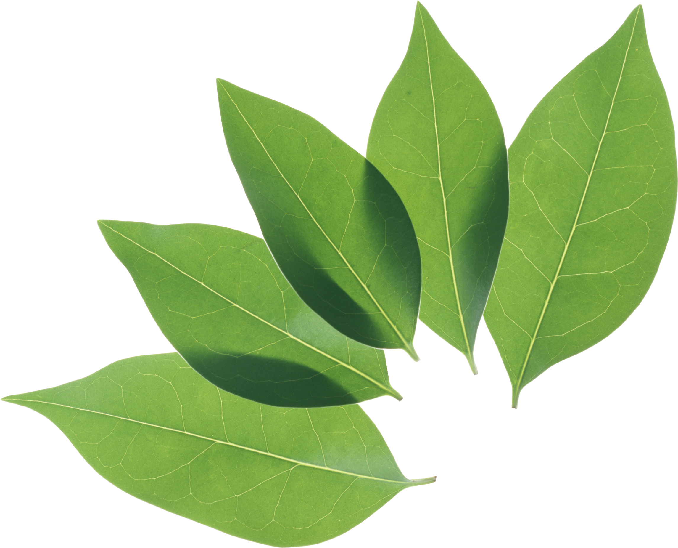Green Leaves Background Png Image - Leaf Png (2291x1850)