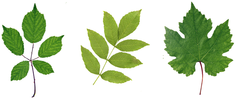 Green Leaf Png Hd - Leaf (960x403)