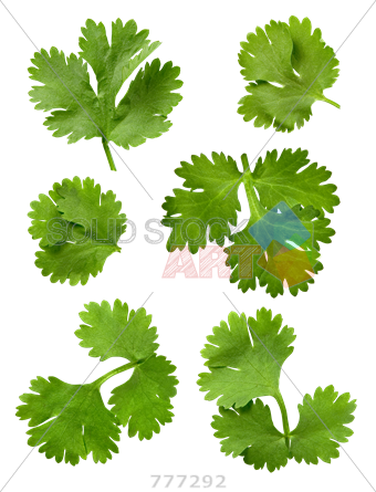 Stock Photo Of 6 Pieces Of Cilantro Leaves Isolated - Cilantro Transparent Background (340x445)