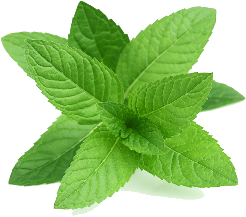 Real Leaves Transparent Png - Perennial Herb Mint Seeds (1000x800)
