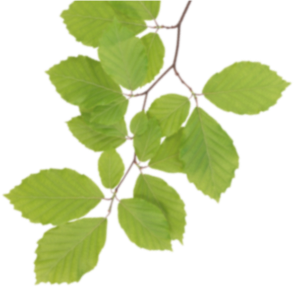 Real Leaves Png Clipart - Real Leaves Png (600x580)