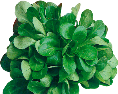 Dans Quel Sol Cultiver La Mâche - Cambrai (400x400)