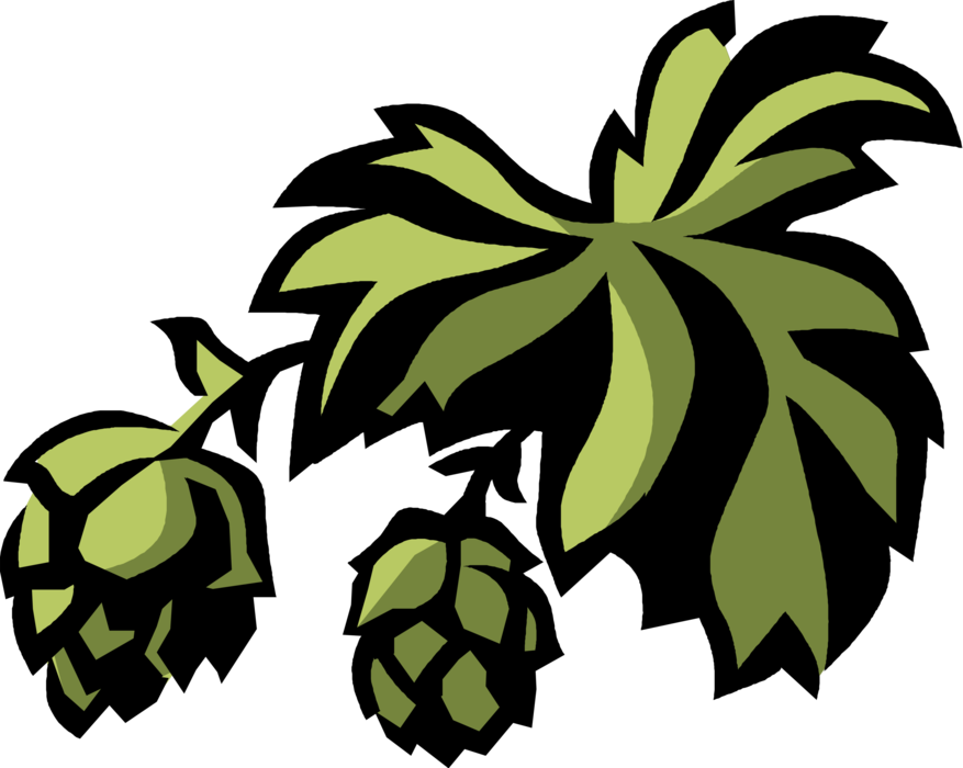 Vector Illustration Of Hops Flowers Used As Flavoring - Hops And Vines Icons (877x700)