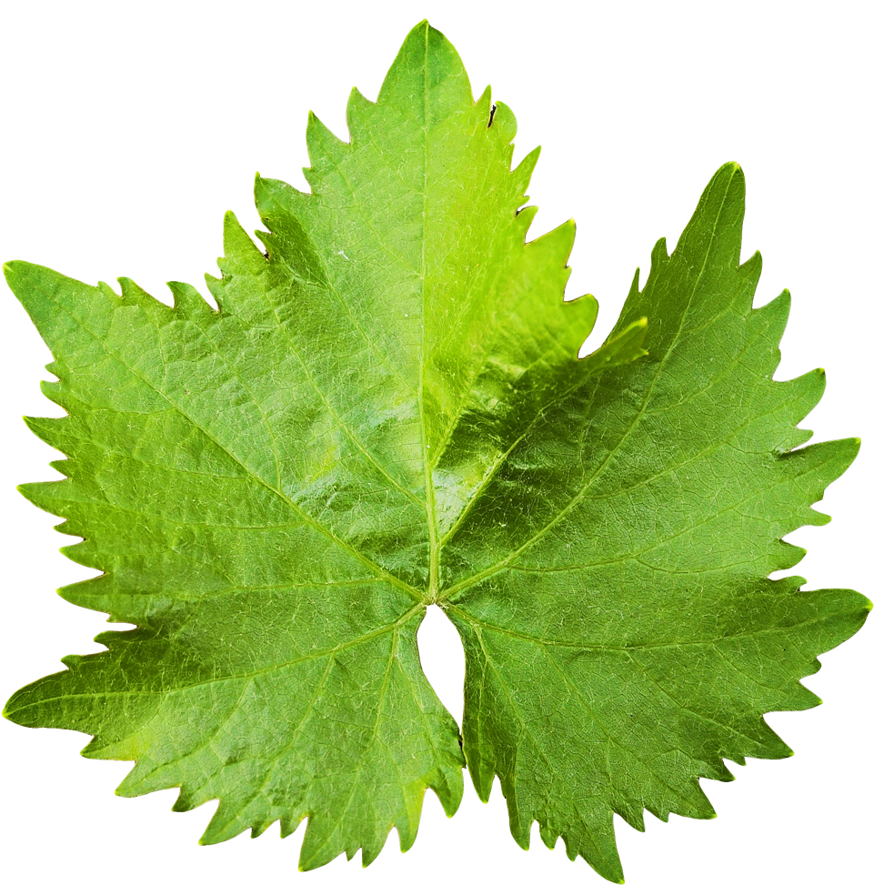 Free Icons Png - Grape Leaf Png (1000x983)