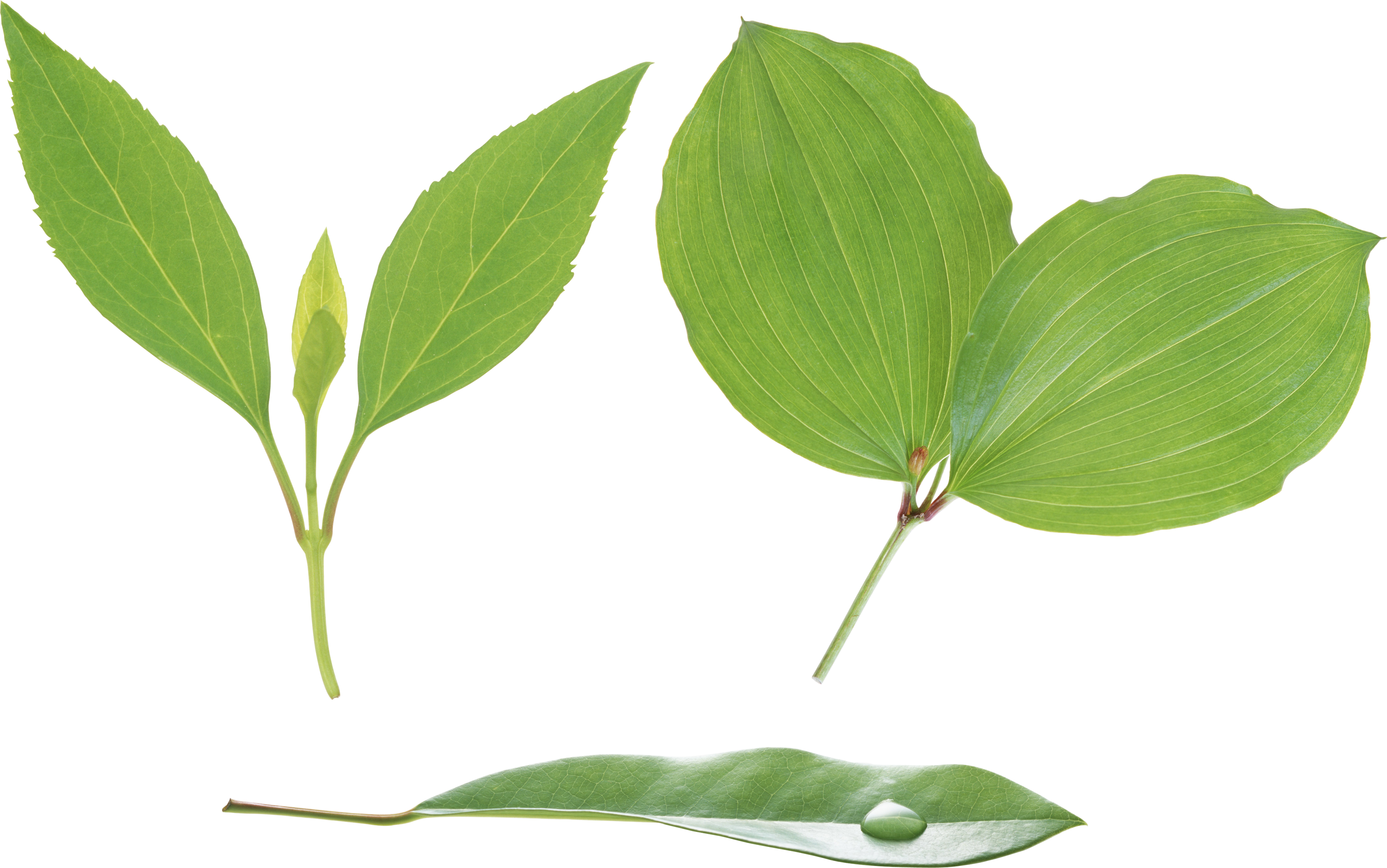 Free Icons Png - Leaf Stem Png (3504x2194)