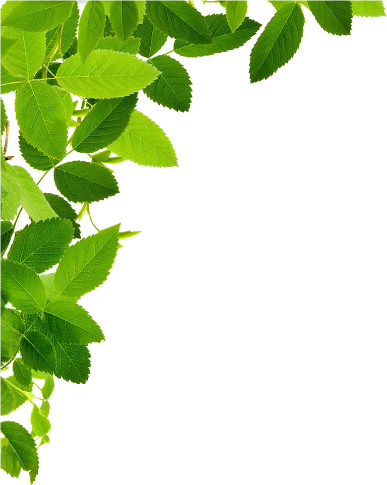 Leaves Left Corner Transparent Png Image - Maryruth Organics Vegan Vitamin D3 Gummy (plant Based, (848x1009)