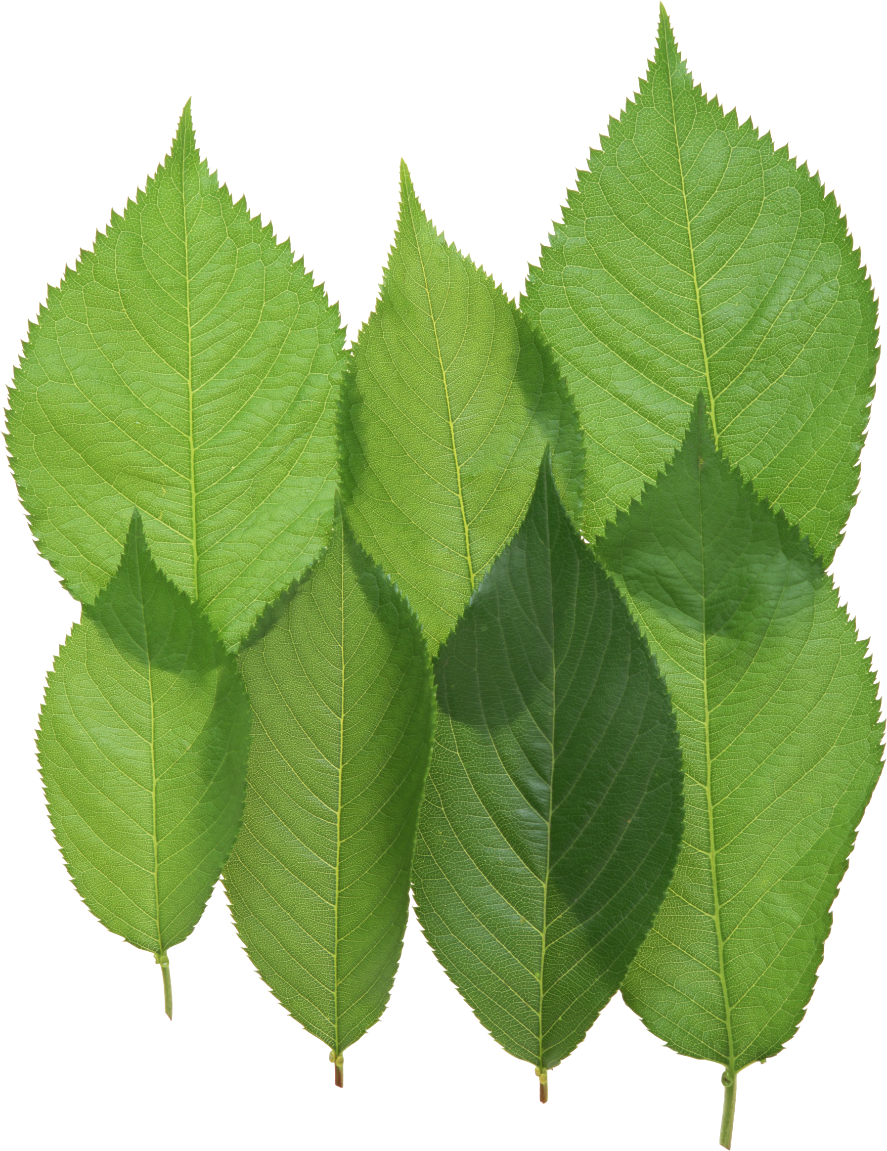 Green Leaves Png Image - 漢方臨床320例: 日常外来診療の視点から [書籍] (1794x2328)