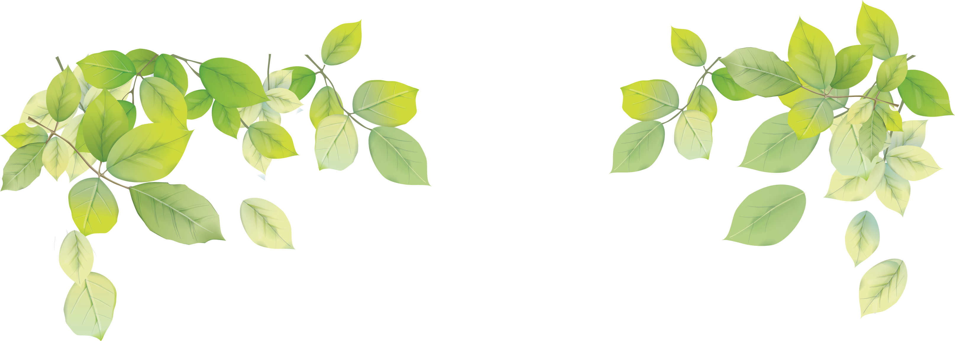 Transparent Png Leaf Image - Green Leaves Background Png (3229x1154)