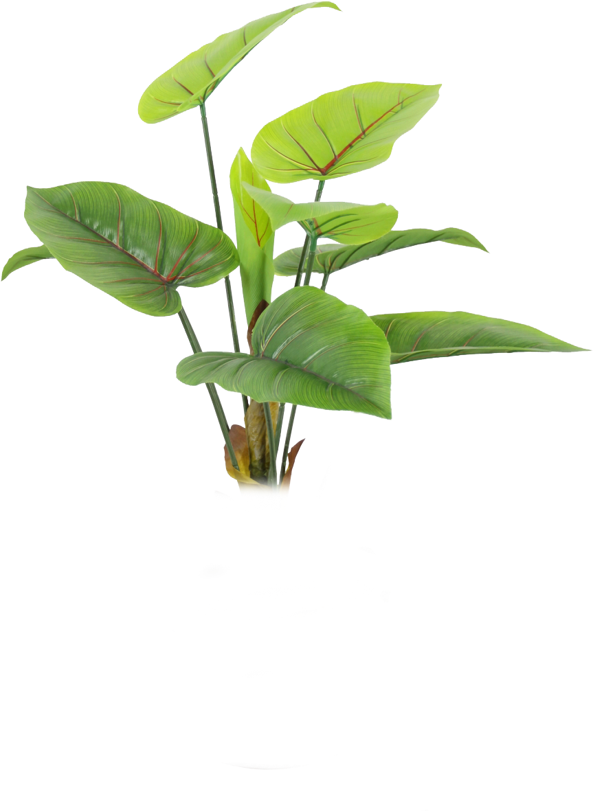 Green Leaf Transparent - Natural Plants Png (1000x1500)
