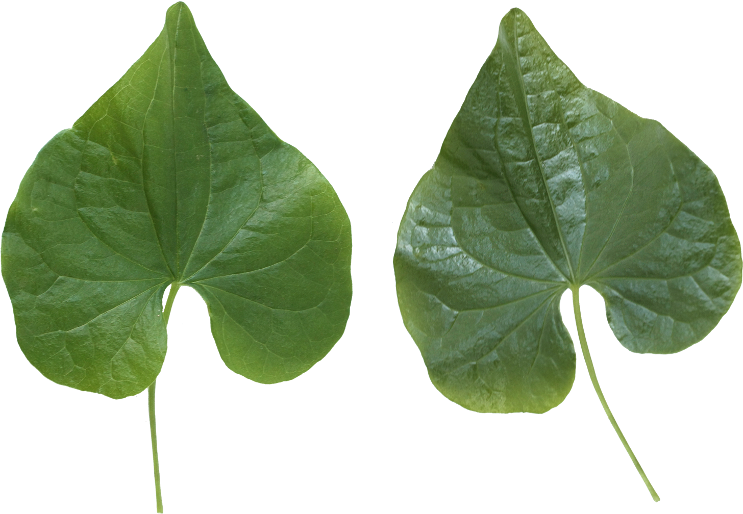 Green Leaves - Flower Leaf Texture Png (1600x1138)