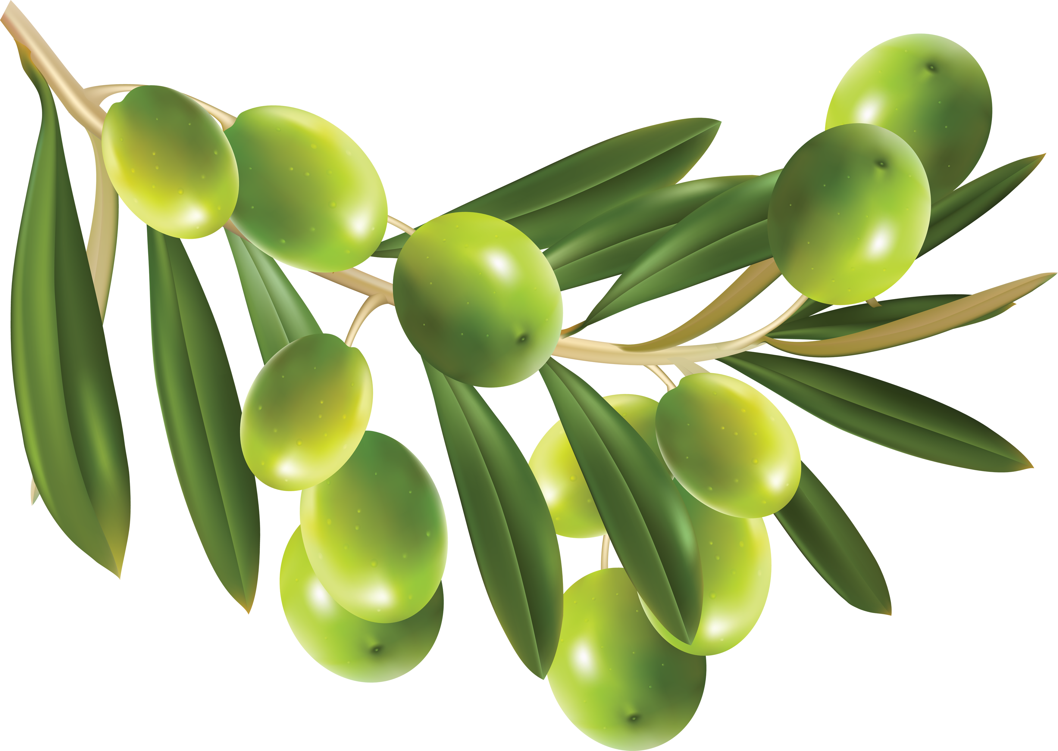 Green Olives Png - Olives Png (3512x2494)