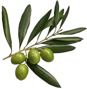 Butter/margarine To Olive Oil Amount Conversion Chart - Olive Leaves Hd Png (348x356)