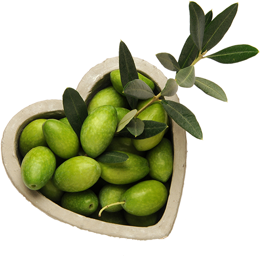 Cardiovascular Disease - Olive (600x577)