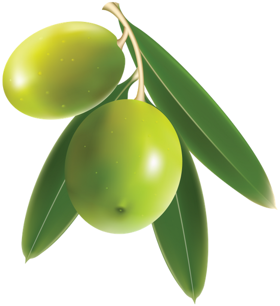 Зеленые Оливки, Веточка Оливы, Оливковое Масло, Green - Olive Png (549x600)