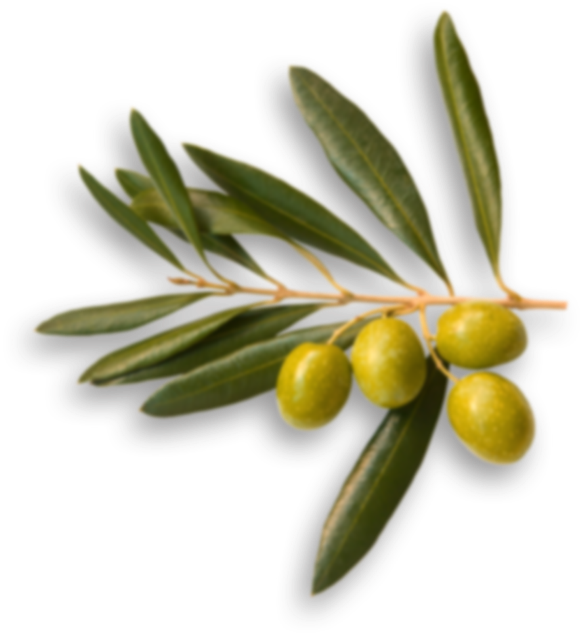 Story - 4ashton 100% Pure Olive Oil Essential 1 Fl.oz/30ml (583x635)