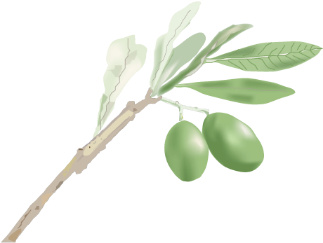 Olive Branch Image - Olive Leaf (471x368)