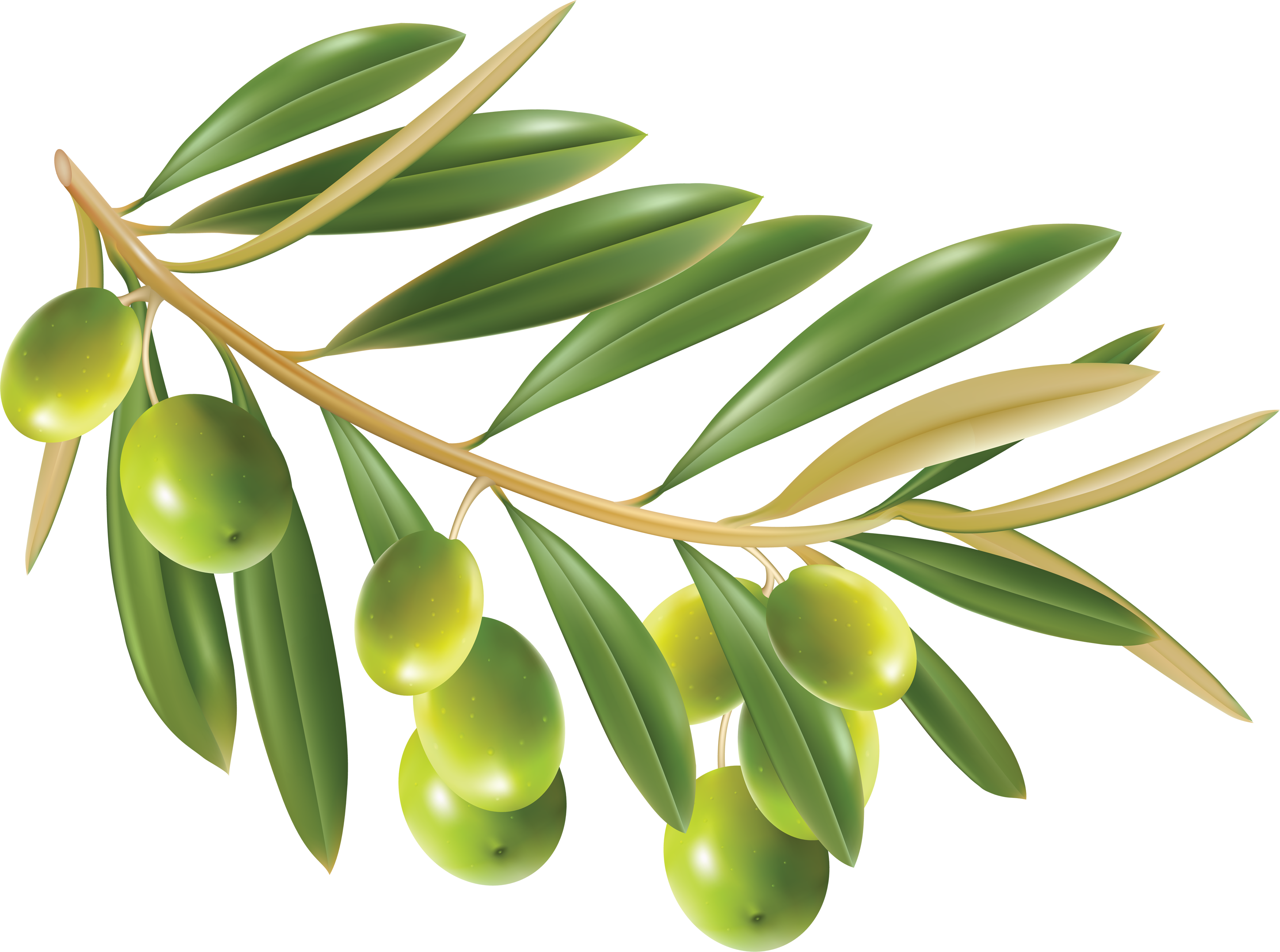 Photo Olives Png Image - Photo Olives Png Image (3504x2606)