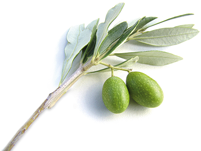 We May Have Trouble Negotiating Arms Reductions, But - Olive Branch (400x301)