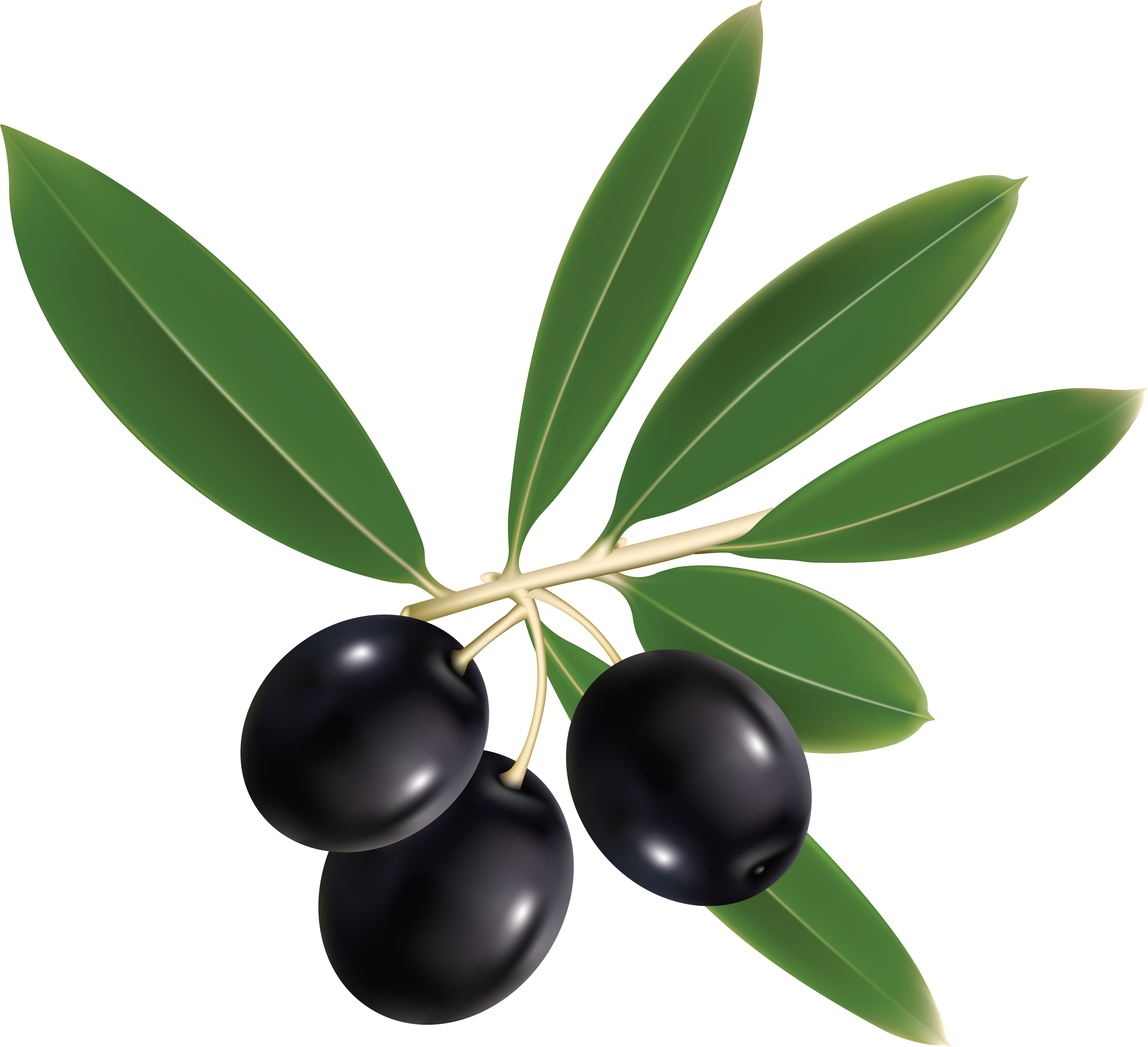 Olives - Olive Oil Label Png (5290x4825)